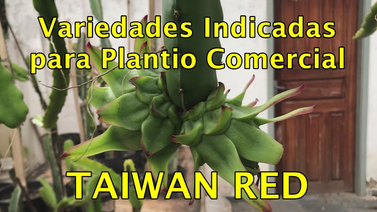 Variedades Indicadas para Plantio Comercial - TAIWAN RED