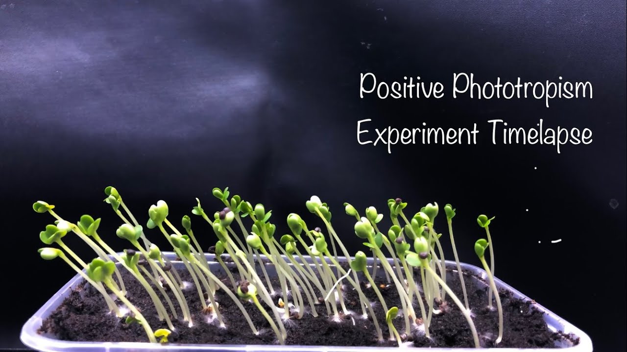 Positive Phototropism Experiment Timelapse