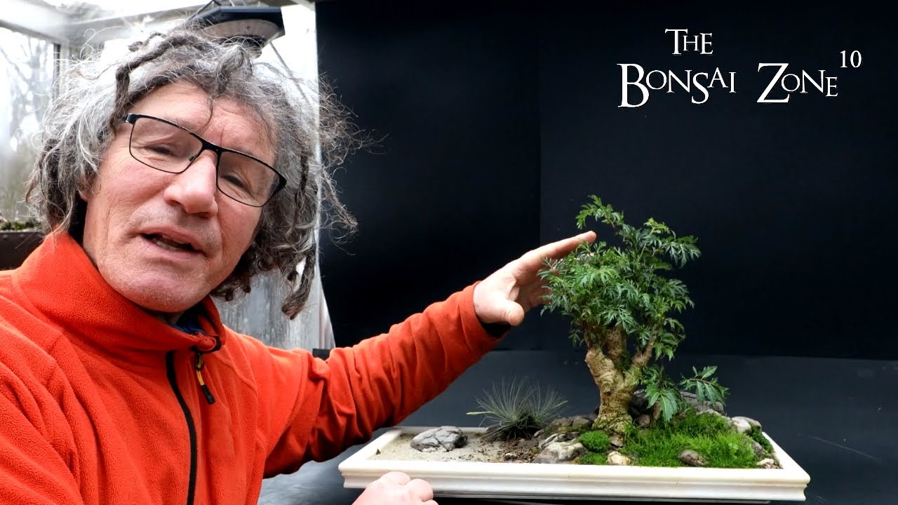 My Kubu Island, Ming Aralia Penjing, The Bonsai Zone, Dec 2023