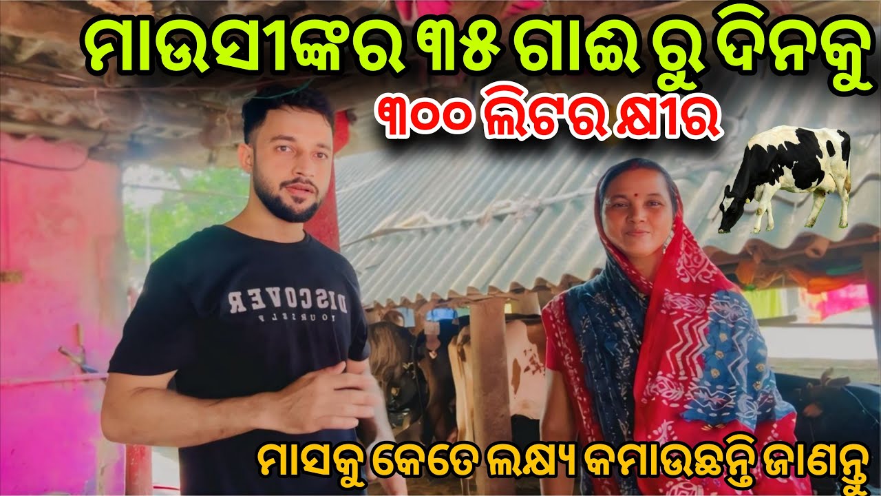 ଦିନକୁ ୩୦୦ଲିଟର କ୍ଷୀର | How to start dairy farm business in odisha | Dairy Farming in Odisha 