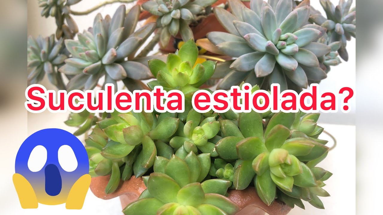 O que fazer com suculenta estiolada!