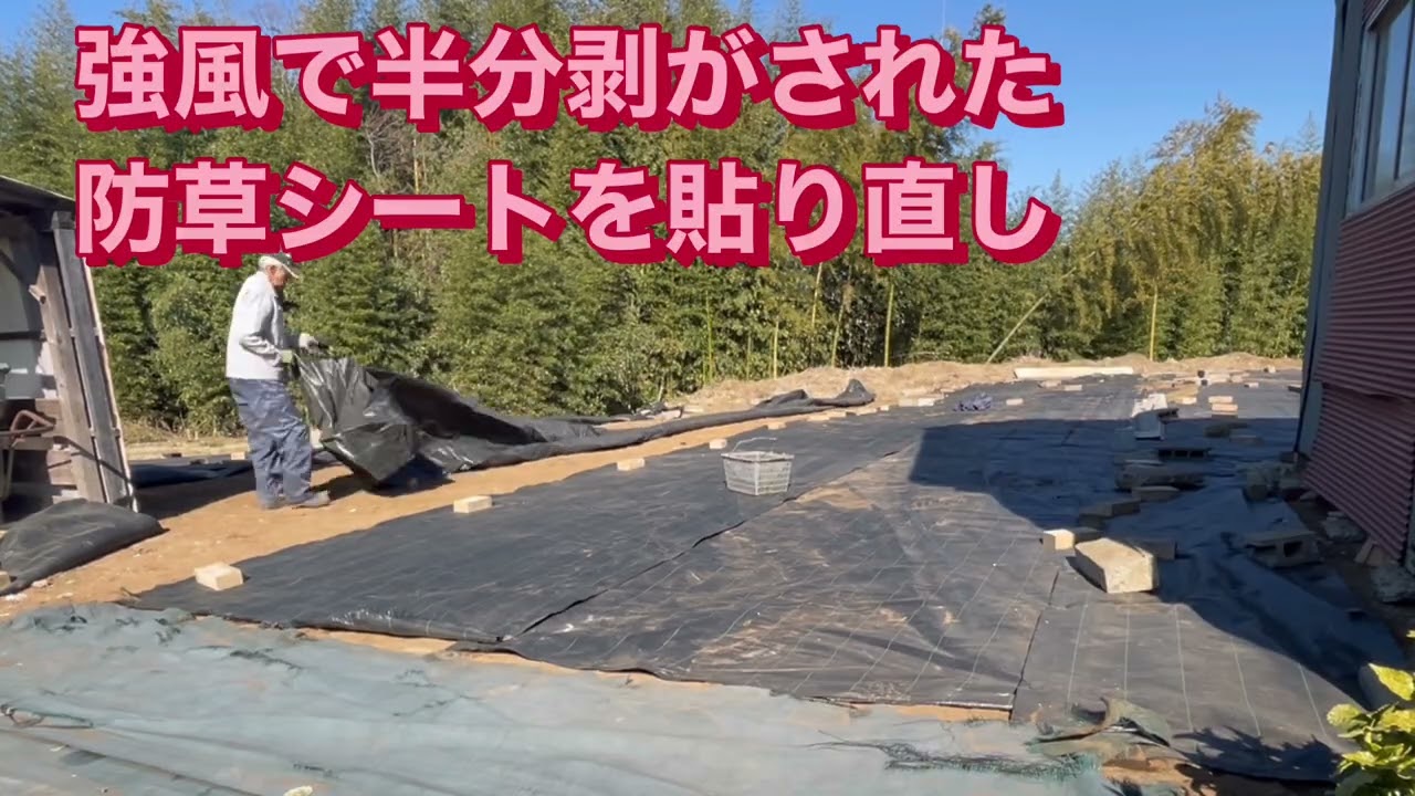 強風で半分剥がされた防草シートを貼り直し