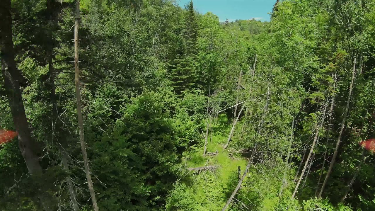 DJI FPV Drone Forest Fly Through (Proximity Flight)