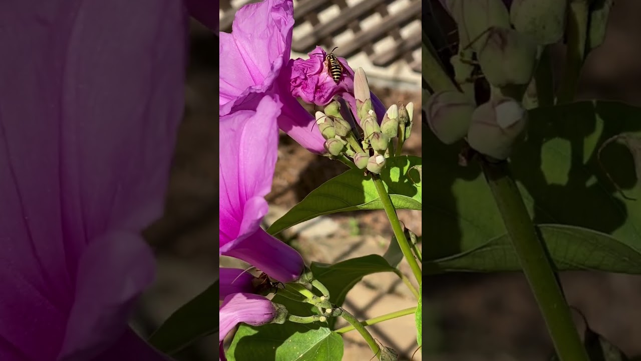 Wasps & ants intently investigate Ipomoea carnea flower buds (circa 2021)