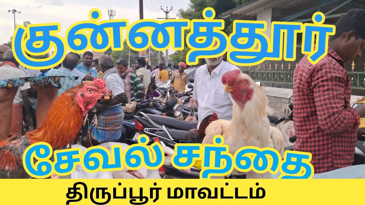 திருப்பூரில் மிகப் பெரிய சேவல் சந்தை குன்னத்தூர் சேவல் சந்தை 🐓