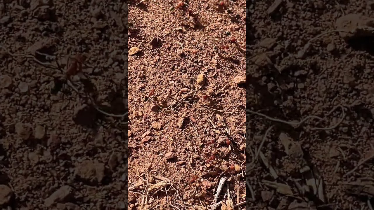 Meat Ant Frenzy #outbackaustralia #wildlife #ants