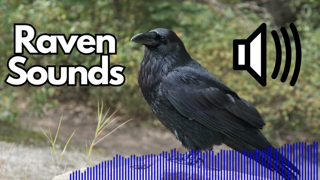 Raven Sound Effects (Caw/Croak) | No Copyright | Free