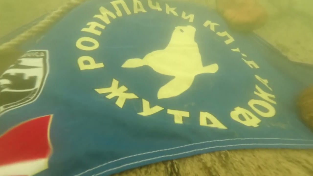 Žuta Foka 1