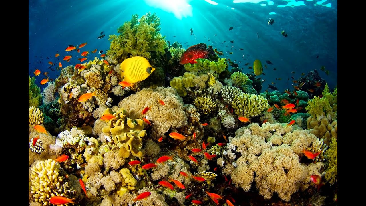 Indonesia Best Diving Destinations in the World
