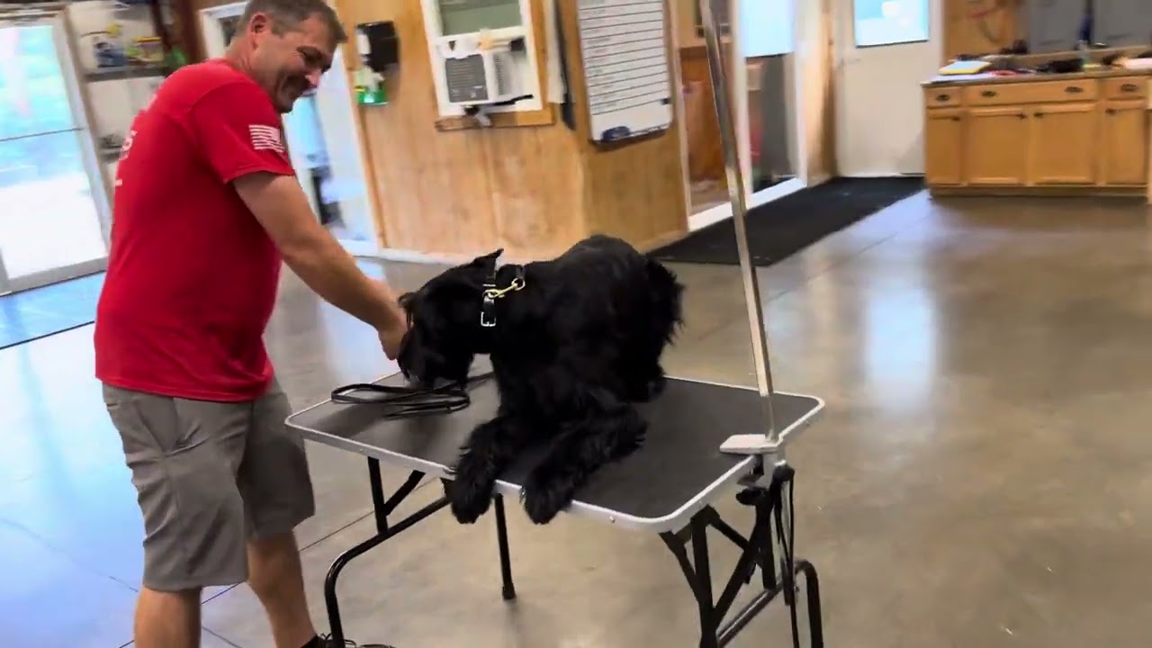 Giant Schnauzers For Sale 