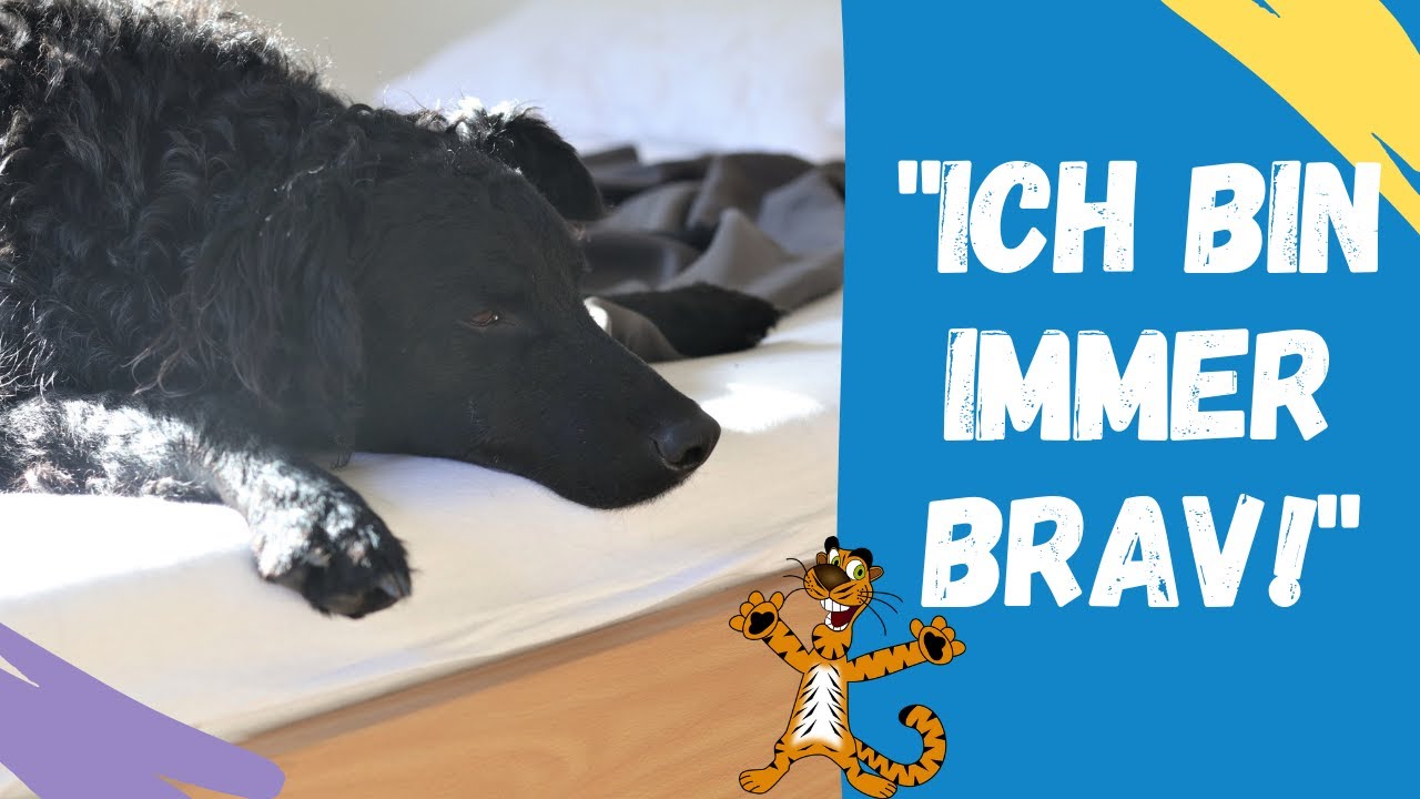Pubertät beim Hund | Wie soll ich das überleben?