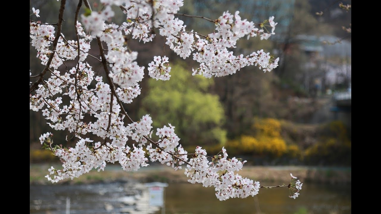 Frühlingsmusik 🌷 Frühlingserwachen - Frühlingslied - Frühlingswalzer