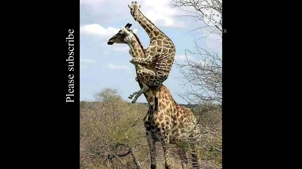 Climbing giraffe