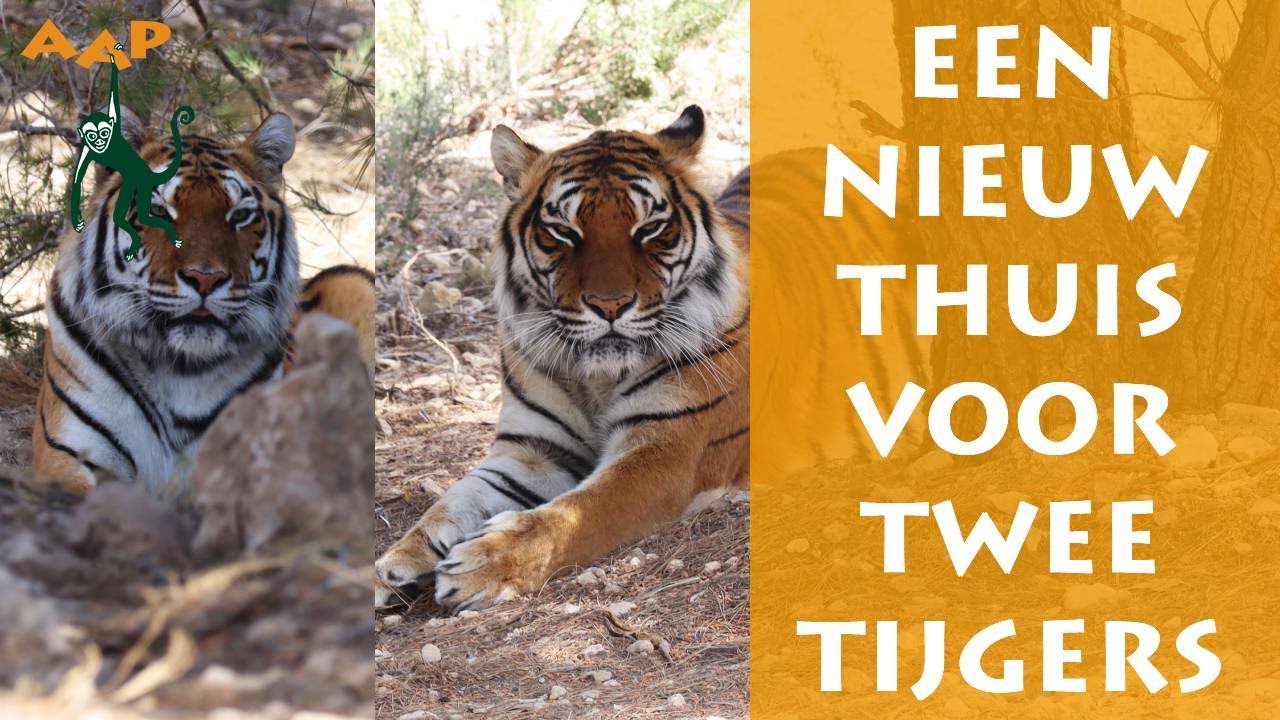 Tijgers Softi en Toph naar Engeland gebracht - Stichting AAP