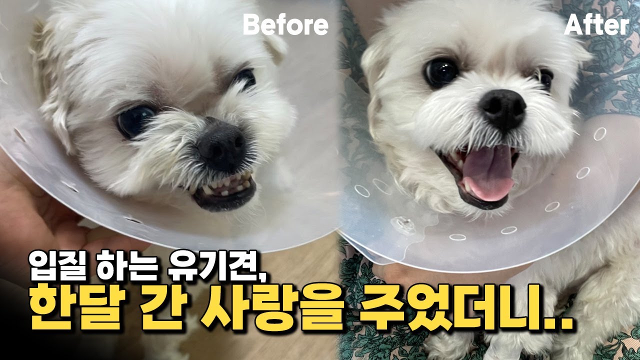 학대 받아 사납게 입질을하던 유기견도 사랑을 주면 이렇게 변합니다!