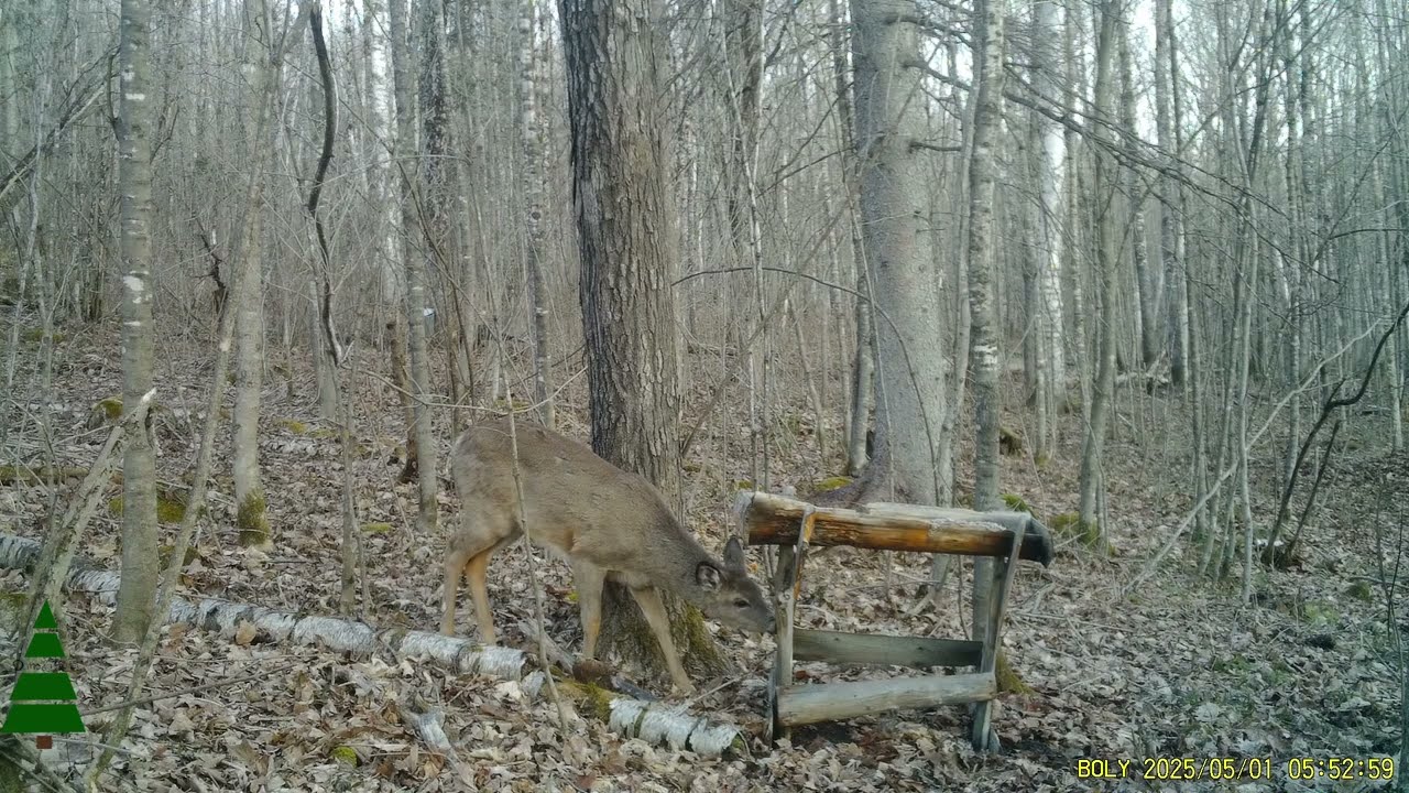 Trail Cam - Camp de chasse - Mai 2025