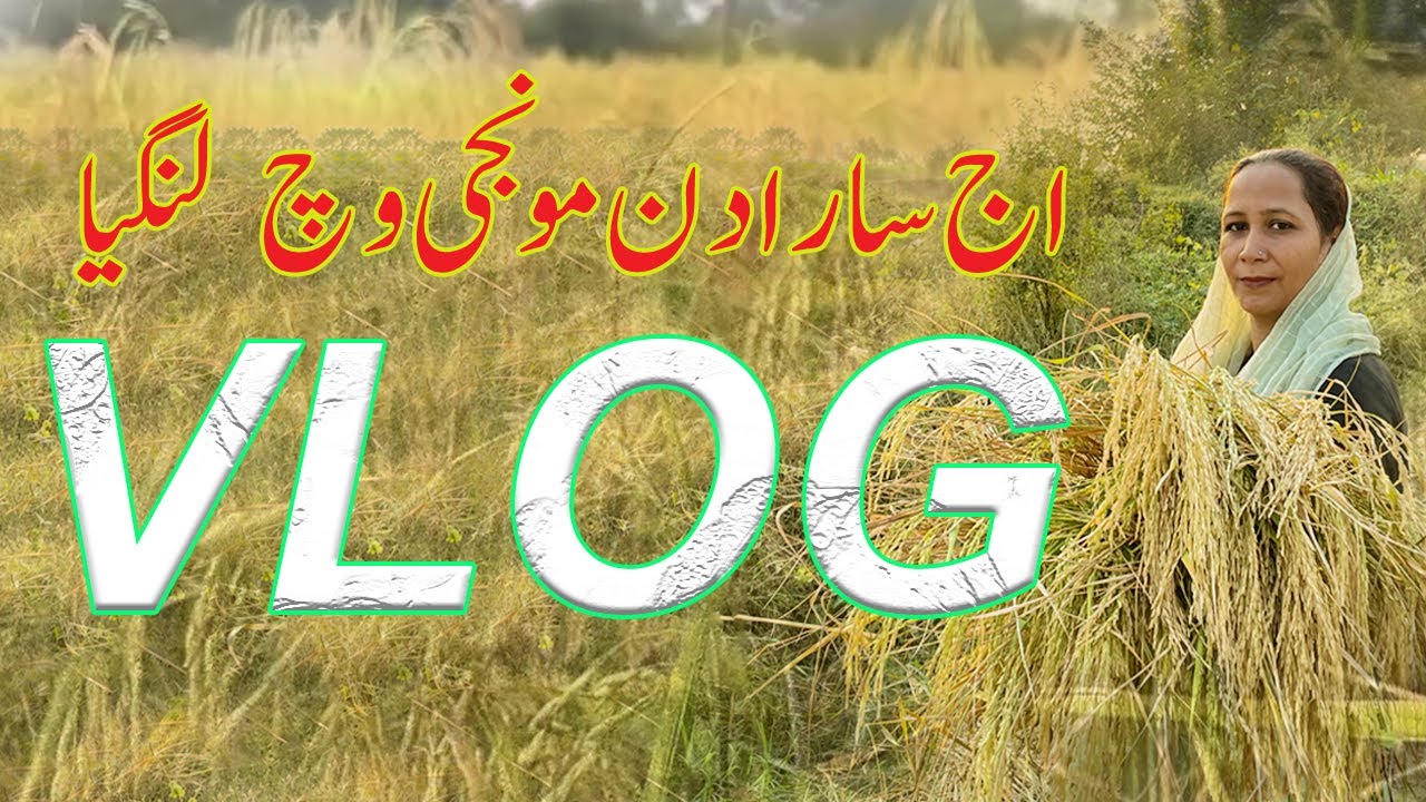 🌾 Munji Ki Fasal | Village Life | New Vlog | Munji Vlog | Village Life Vlog | Sumaira Khan Vlog 🌾