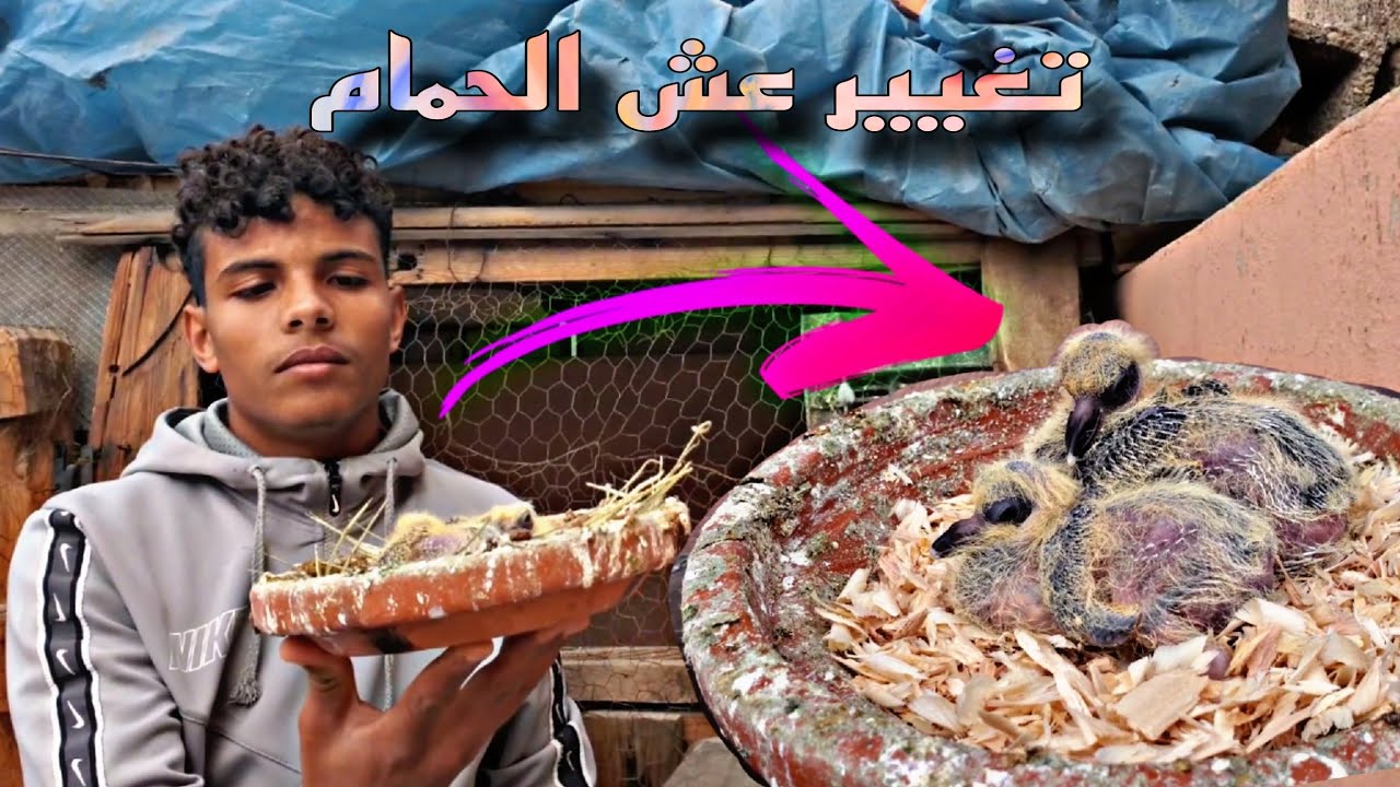 تغيير عش الحمام 👌وتعويضه بالنجارة للزغاليل 🐣🐣
