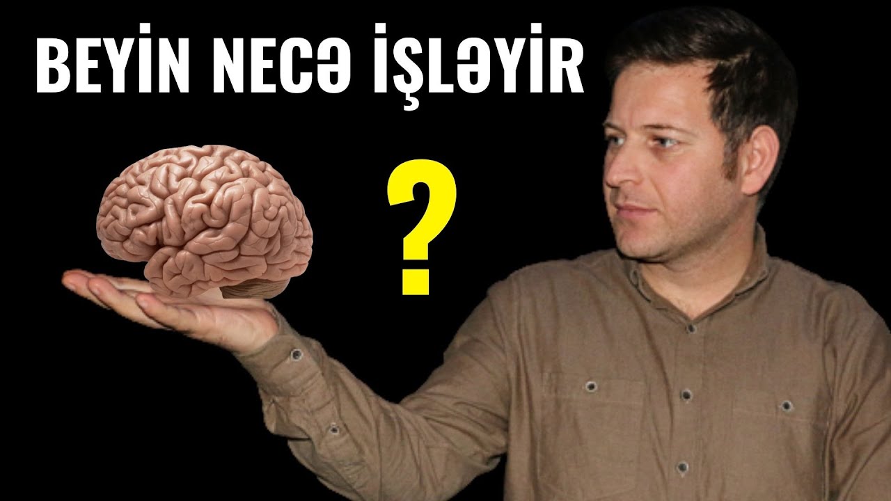 Beynimiz necə işləyir? #necəişləyir