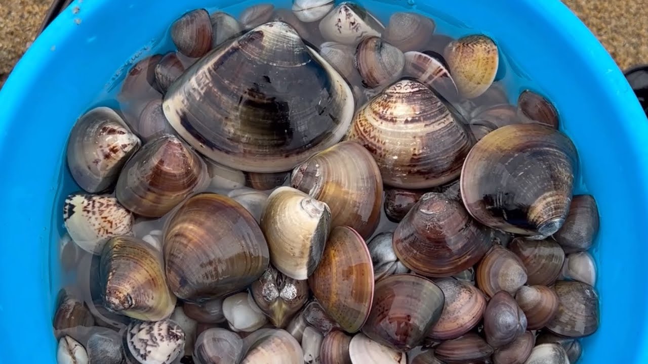 潮干狩り、もう10月にした方がいいですよ