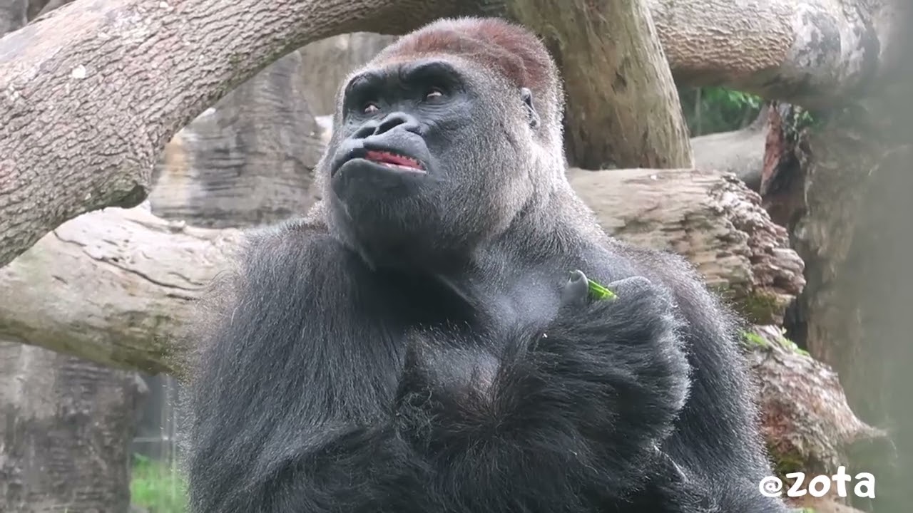 DJ the Silverback Shows Elegant Eating Style 迪亞哥的超優雅吃相