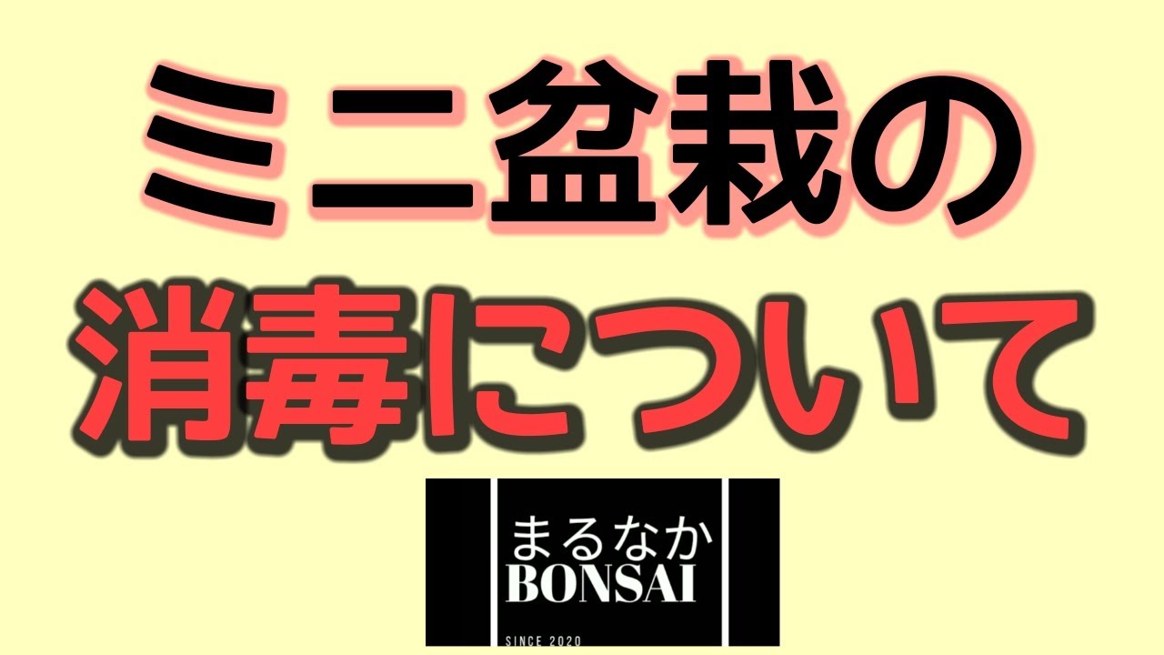 #88  消毒についてとどうやっているのか？　　　　　　　　　　　　　　　　【まるなかBONSAI】【ミニ盆栽】　　　　　　　#ミニ盆栽　#盆栽　#BONSAI