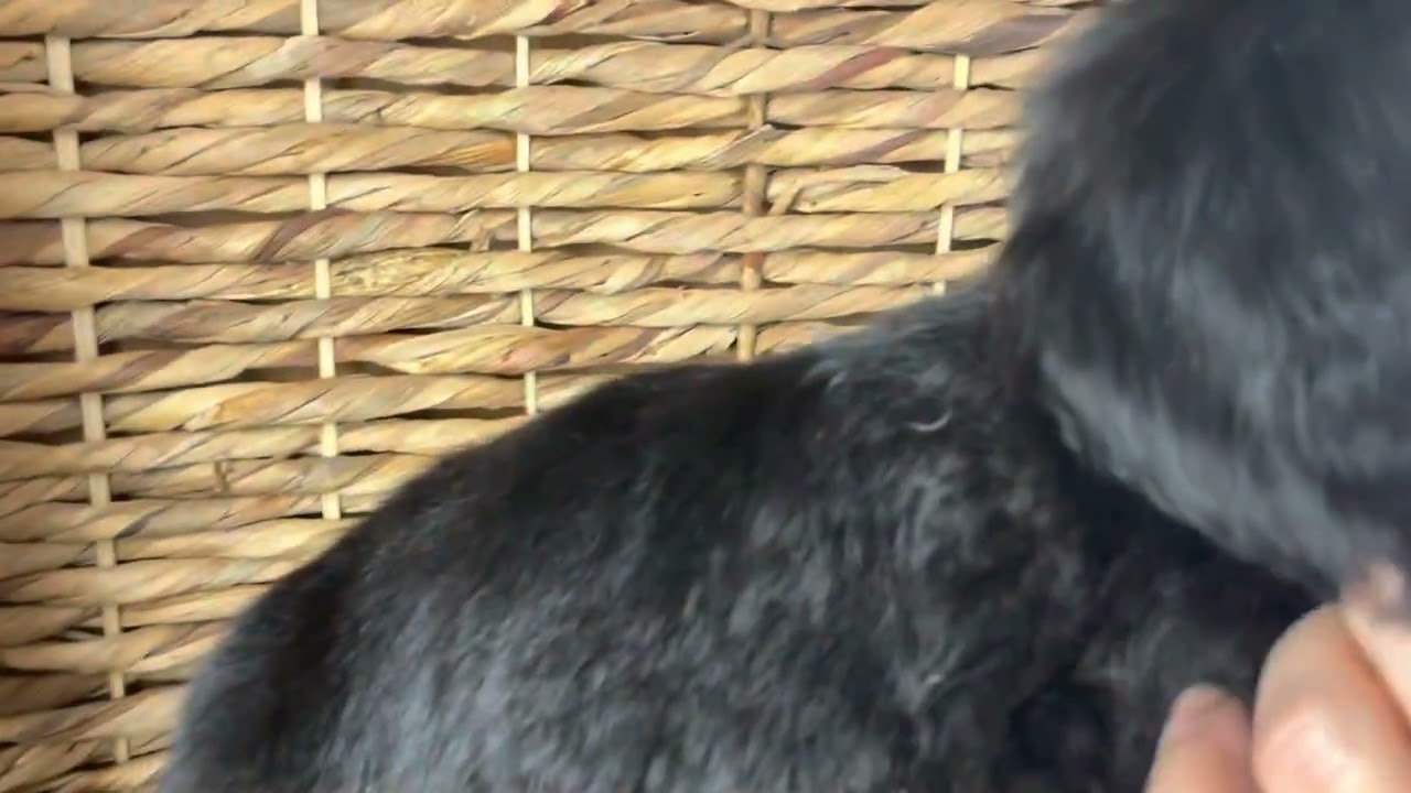 Scar: Male F1 Standard Bernedoodle Available 1/26/23