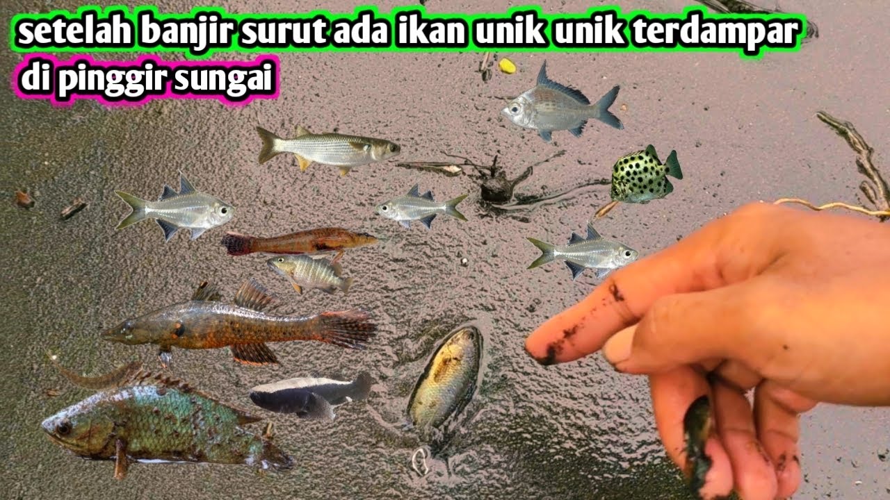 Setelah banjir surut ada ikan unik terdampar di pinggiran sungai 