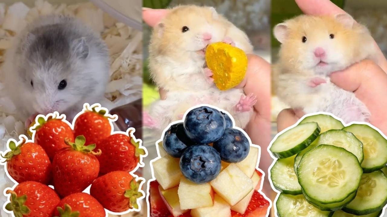 仓鼠店店长深夜查房啦！鼠鼠们都好乖呀，奖励你们吃夜宵好不好！🐹【一只笨鼠】#pets #food #animals #cooking #hamster #仓鼠
