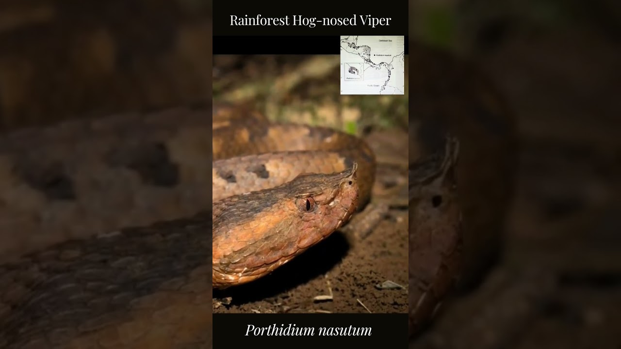 Rainforest Hog-nosed Viper