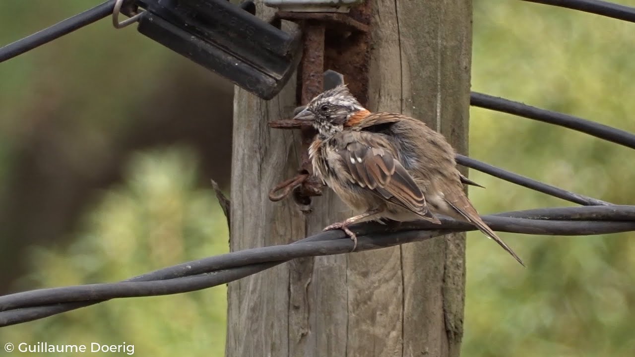 Rufous-collared Sparrow (Zonotrichia capensis) | Chincol | Comunidad El Puquio, El Tabo (CHILE)