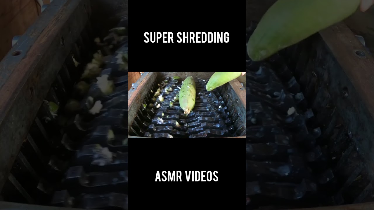 Kapok Fruits Shredding Videos #shredder #metalshredder #papershredder #relaxing #industrialshredder