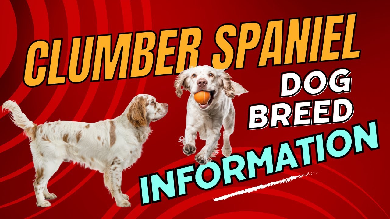 Ultimate Clumber Spaniel Guide: History, Care, Grooming & More!