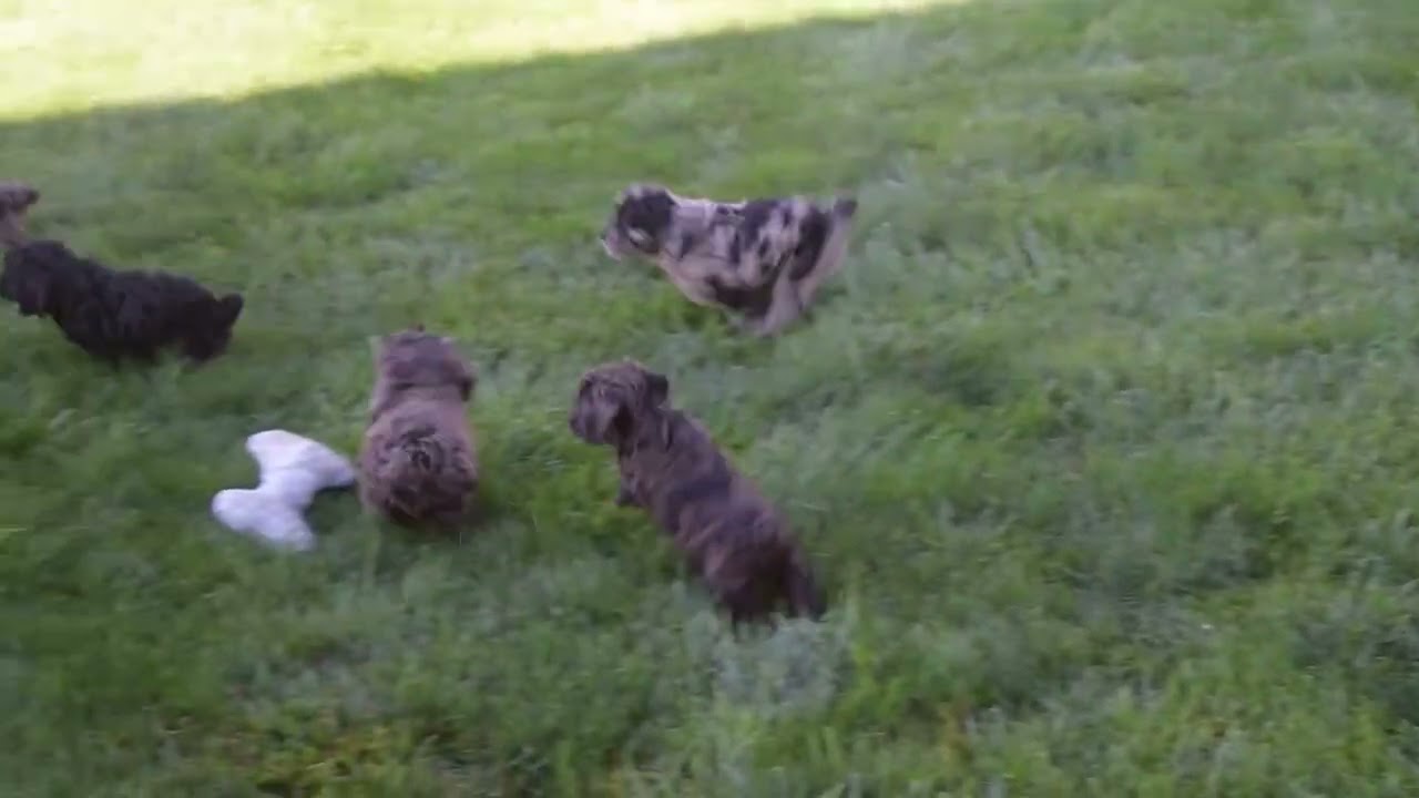 Cockapoo Puppies For Sale