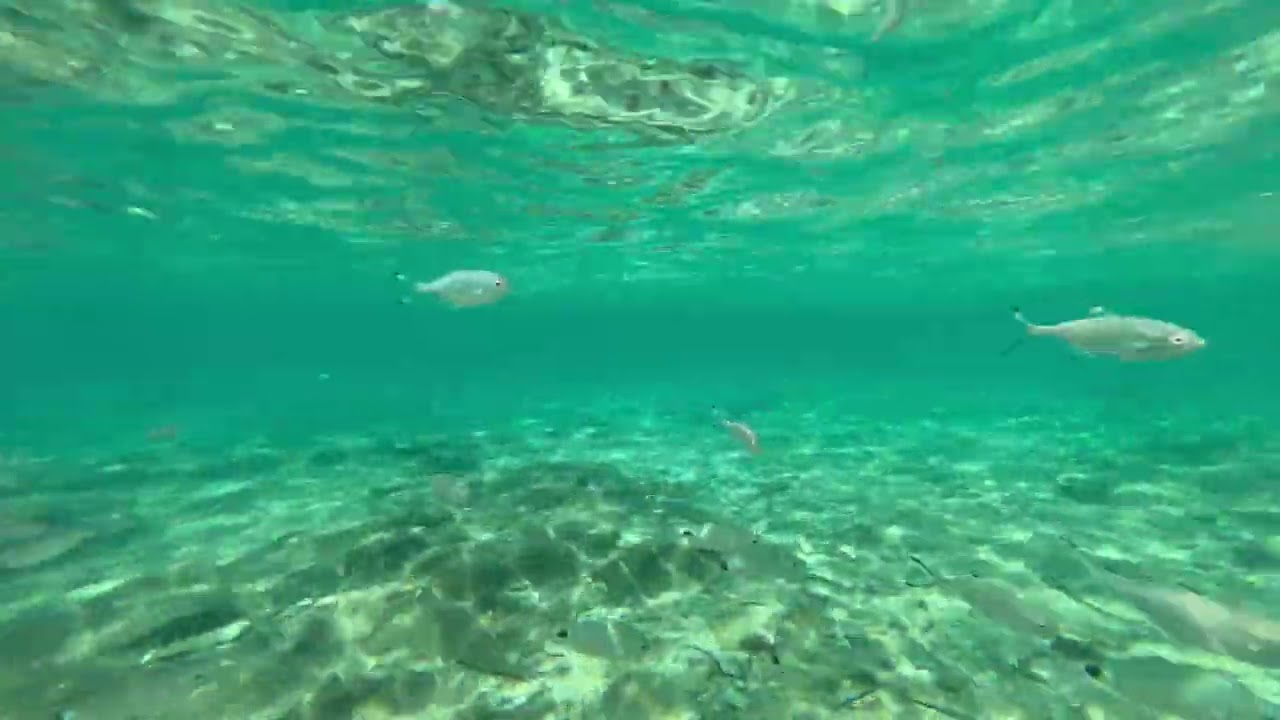 Bajo el Mar Mediterraneo - 4K