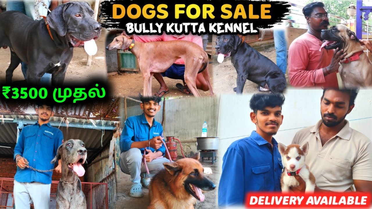DOGS for sale | Bully kutta puppies | Delivery Available | Dog Kennel in Tamilnadu | ALL BREEDS