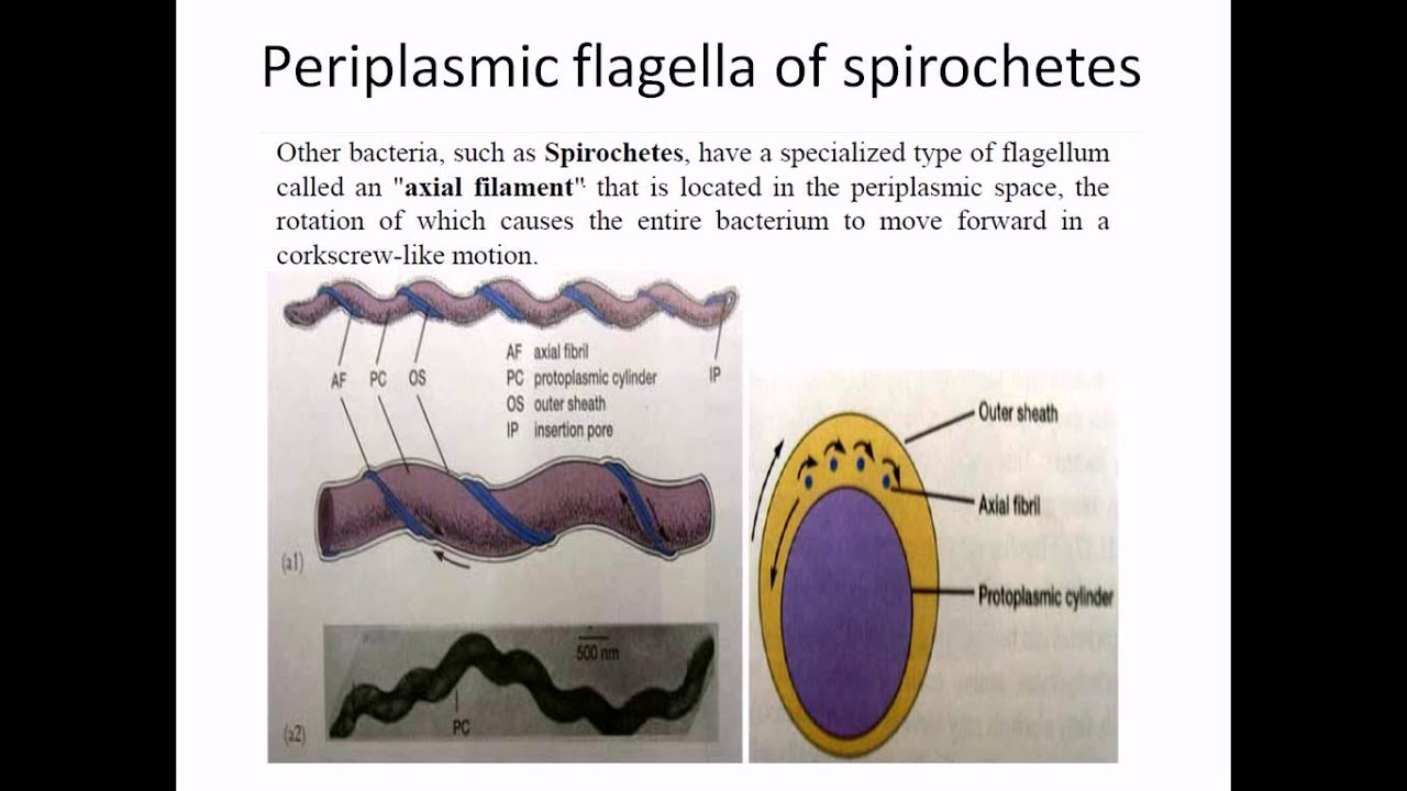 Periplasmic flagella