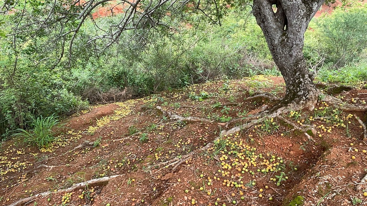 O chão estava forrado de umbú