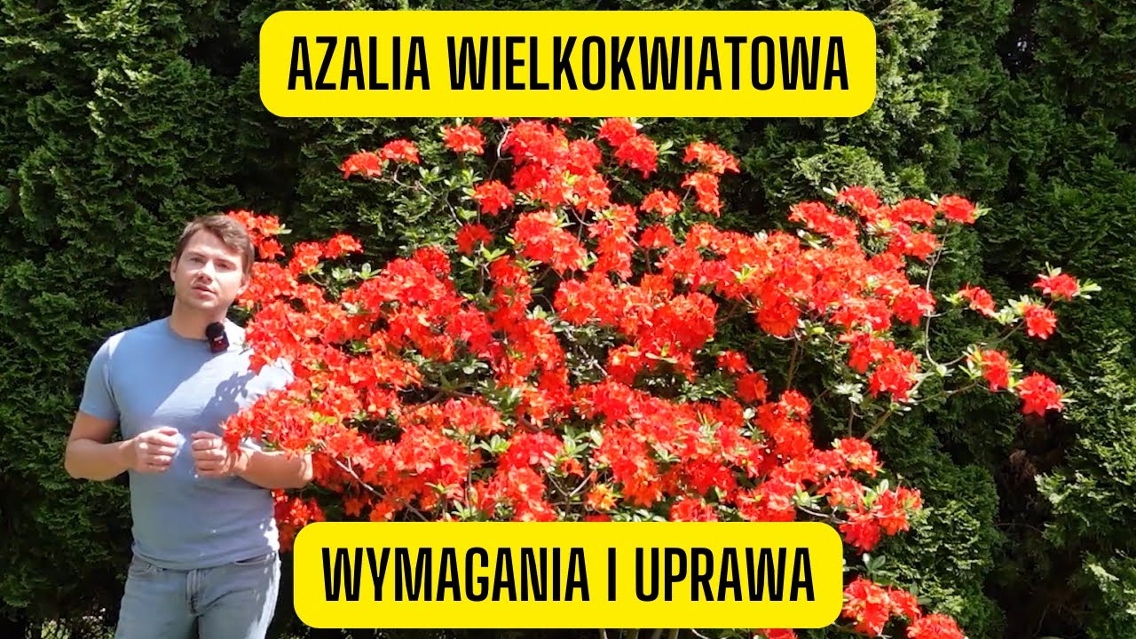 Azalia wielkokwiatowa &ndash; jak uprawiać kwitnącego r&oacute;żanecznika do słońca?