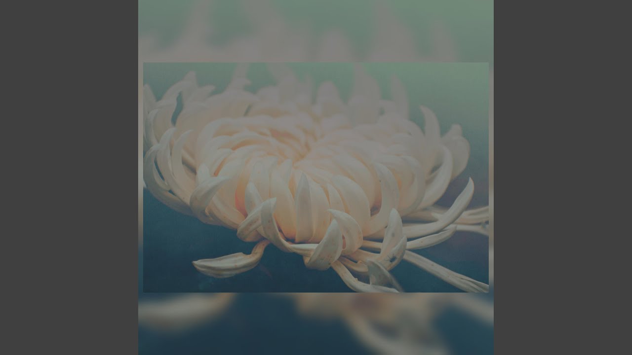 white chrysanthemum