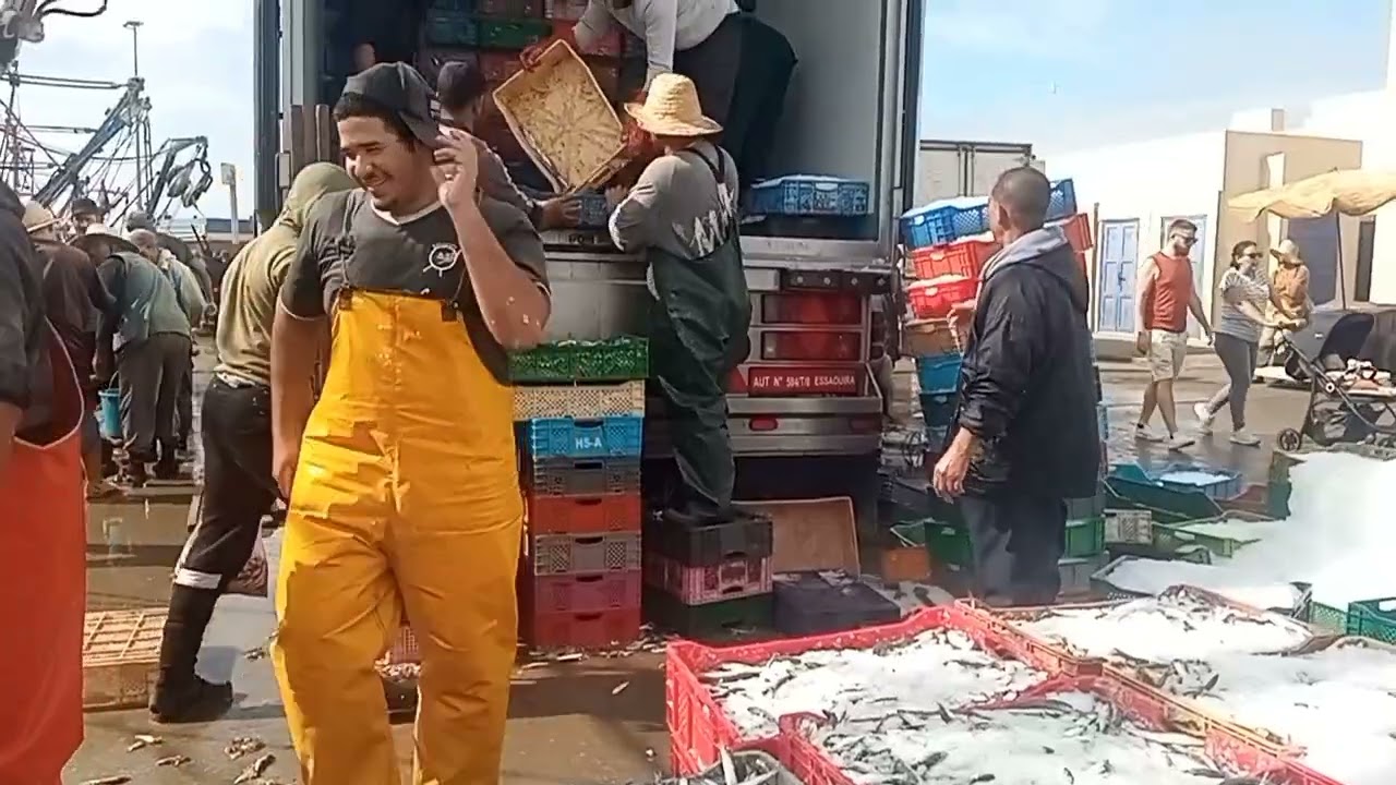 شاهد لحظة عودة مراكب الصيد الساحلي صنف السردين إلى ميناء الصويرة