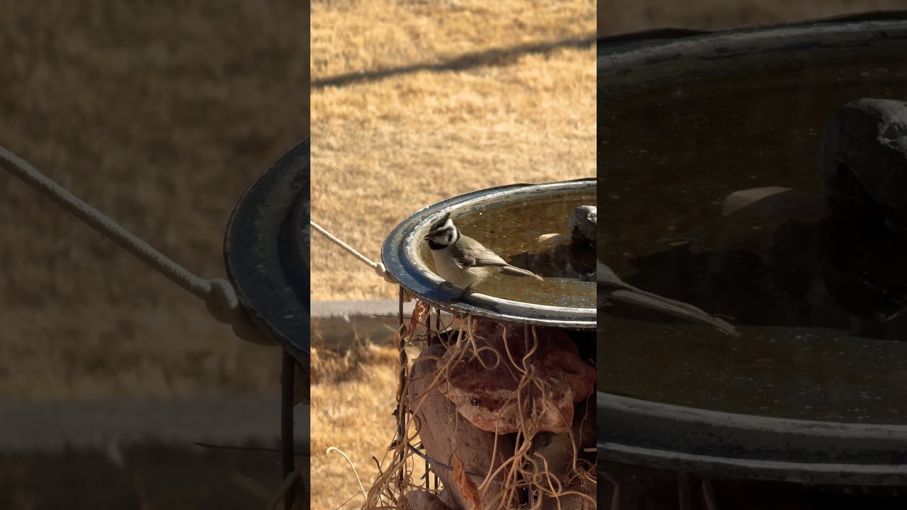 Bridled titmouse 😘 #birds #titmouse #ornithology #funny #birdsfeeder #cute #fall #ptsd