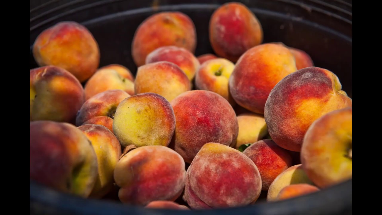 Summer Pruning Peaches