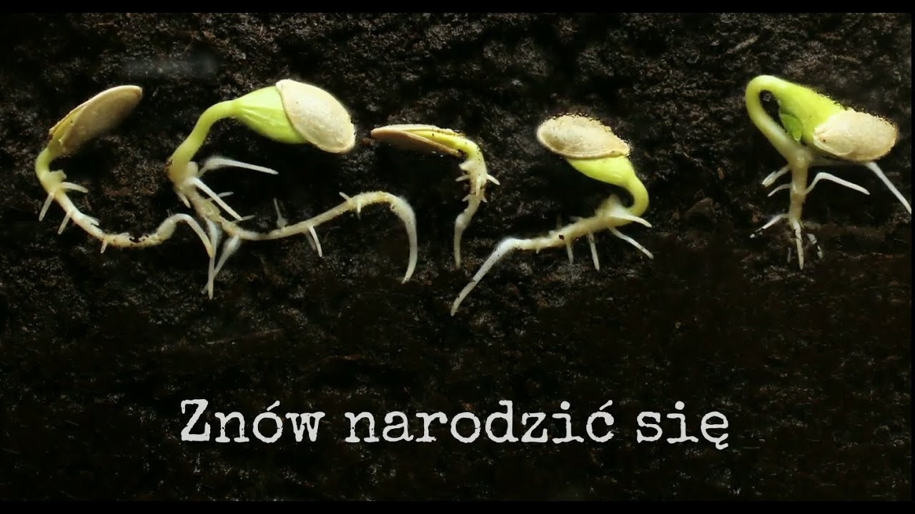 Teacher - Znów narodzić się