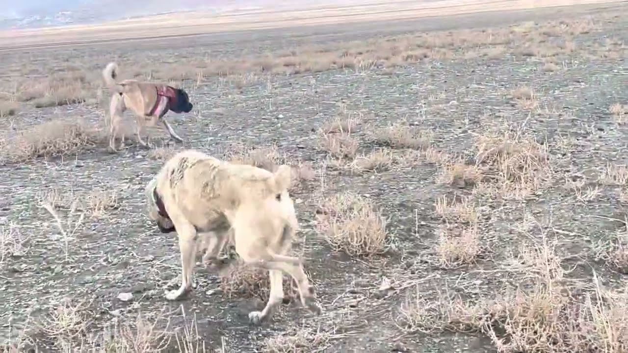 DUMAN VE BERAZ KURTLARIN PEŞİNDEN GELEN KÖPEKLERLE BİRBİRLERİNE GİRDİLER. ORTALIK Bİ ANDA KARIŞTI