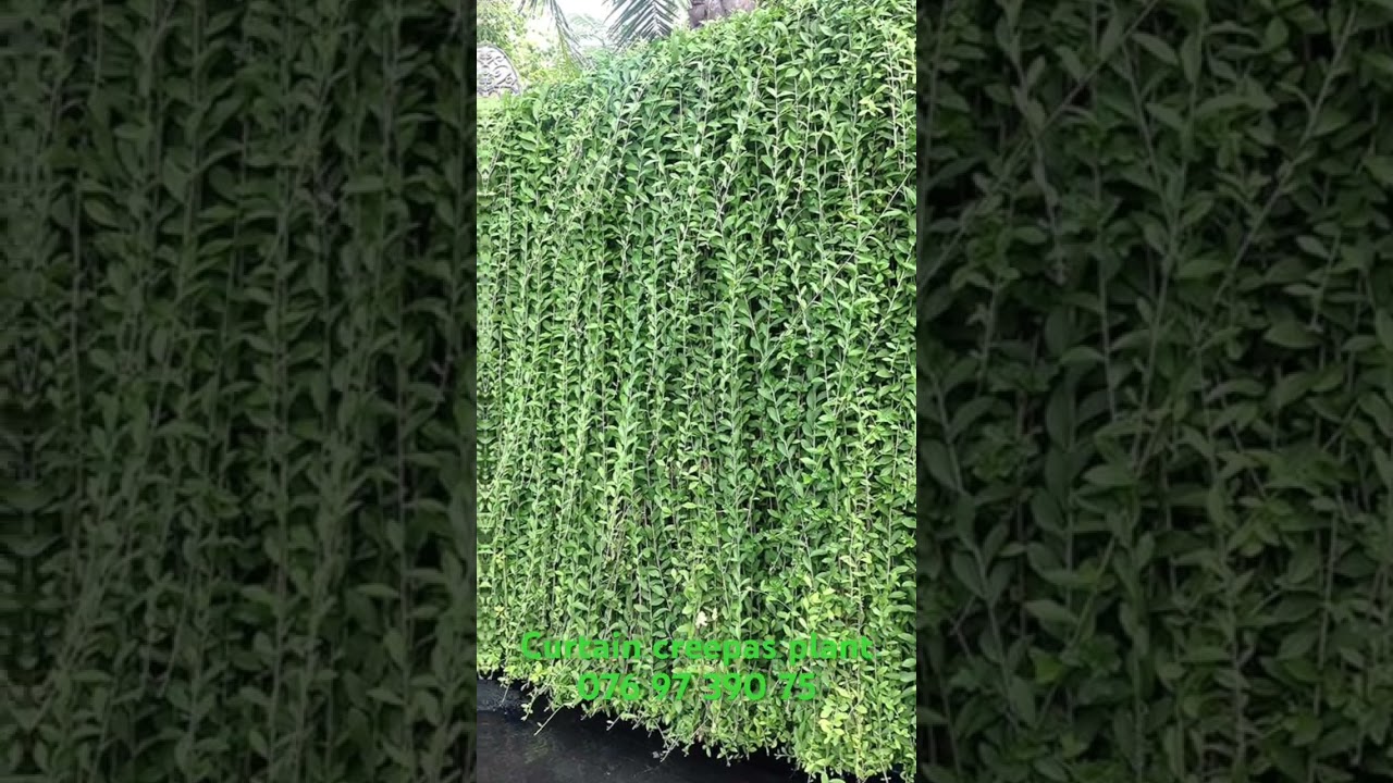 Curtain creepas plant 😃#landscapepainting #curtaincreeper #plantgirl Rs95/- 076 97 390 75