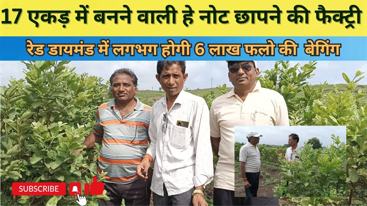 17 Acre में पैसों 💰🤑 की 🏭 फैक्ट्री । प्राकृतिक खेती के तरीके से बेहतरीन कमाई । Natural Guava Farming