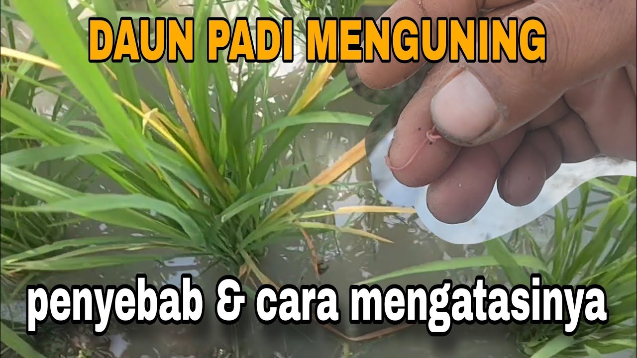 Ternyata Daun PADI MENGUNING , 3 HARI SEMBUH ❗ cuma pake cara lama
