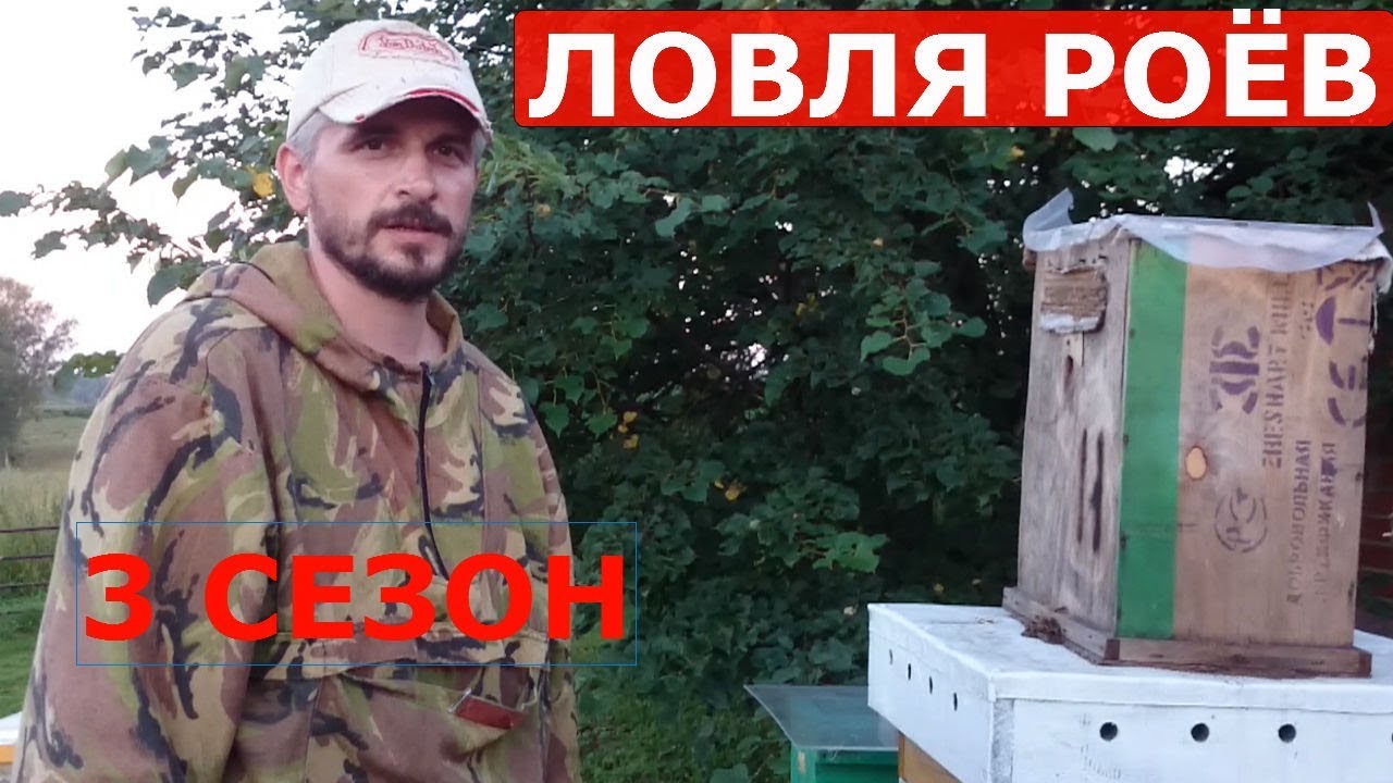 рой зашел в ловушку на пасеке/ловля роев 2017