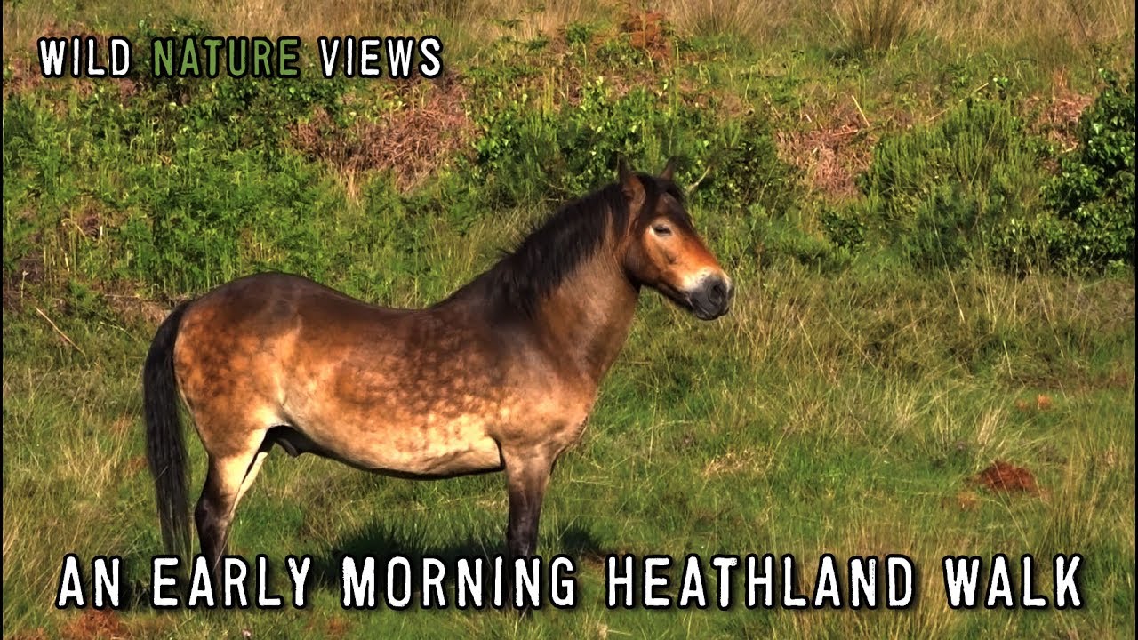An early morning Heathland walk.